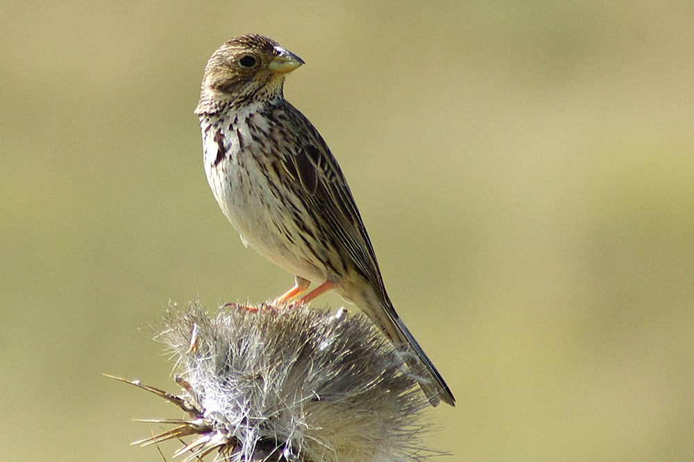 Corn Bunting