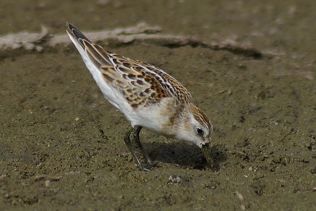 Little Stint