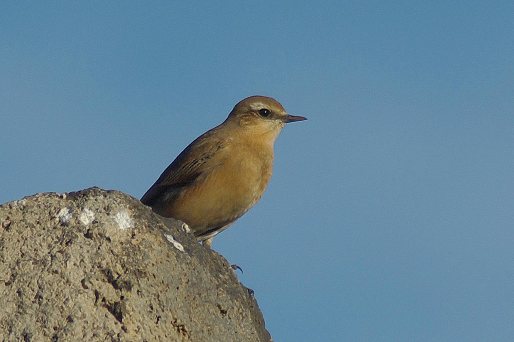 Northern Wheatear