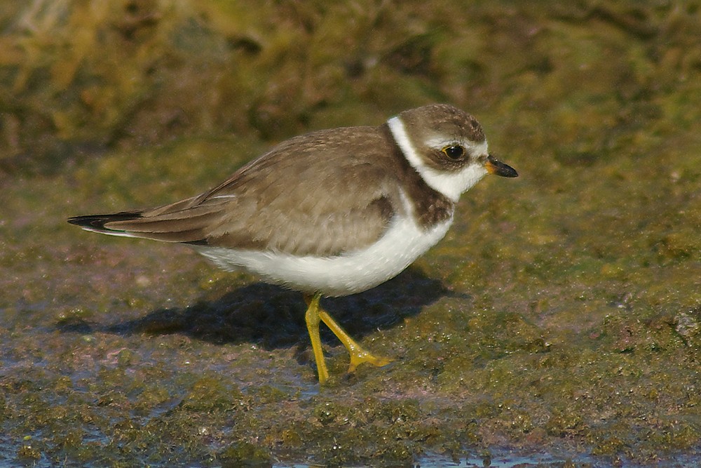 Semipalmated Plover