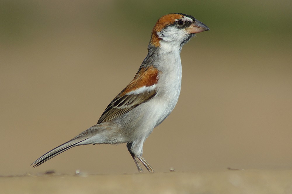 Iago Sparrow