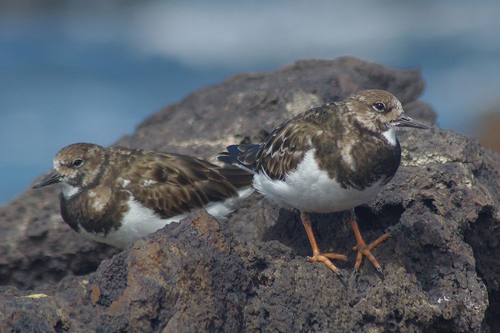 Ruddy Turnstone