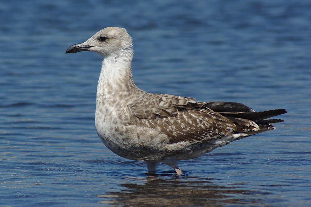Yellow-legged Gull