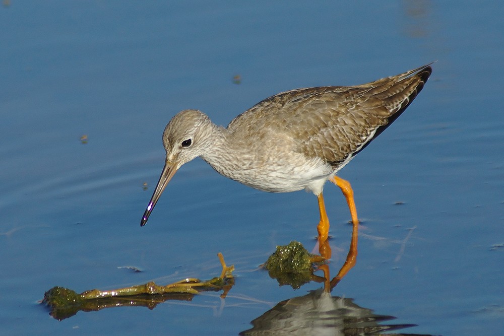 Common Redshank