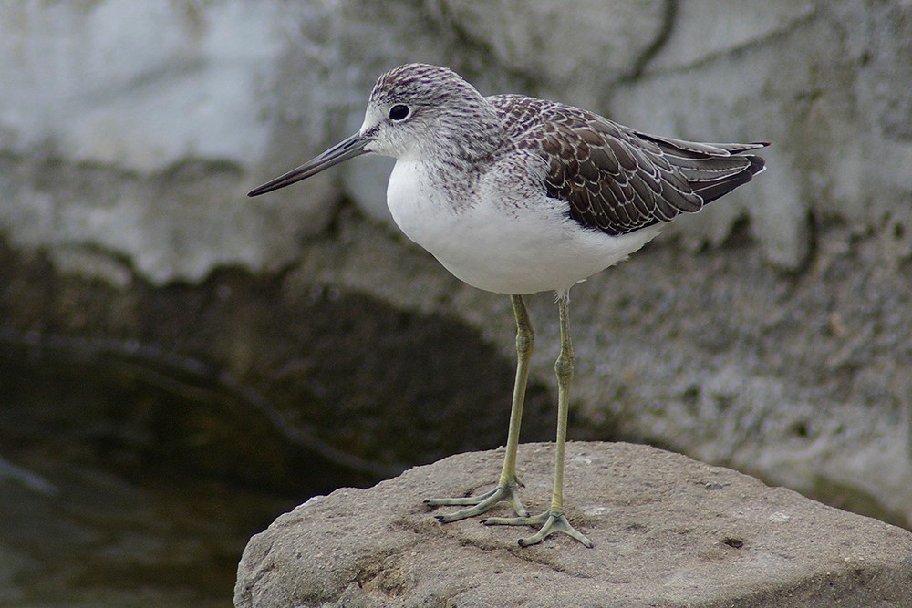 Common Greenshank