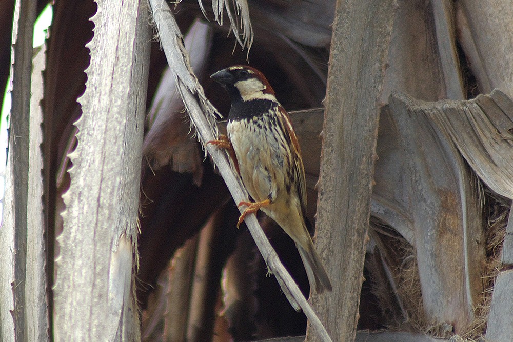 Spanish Sparrow