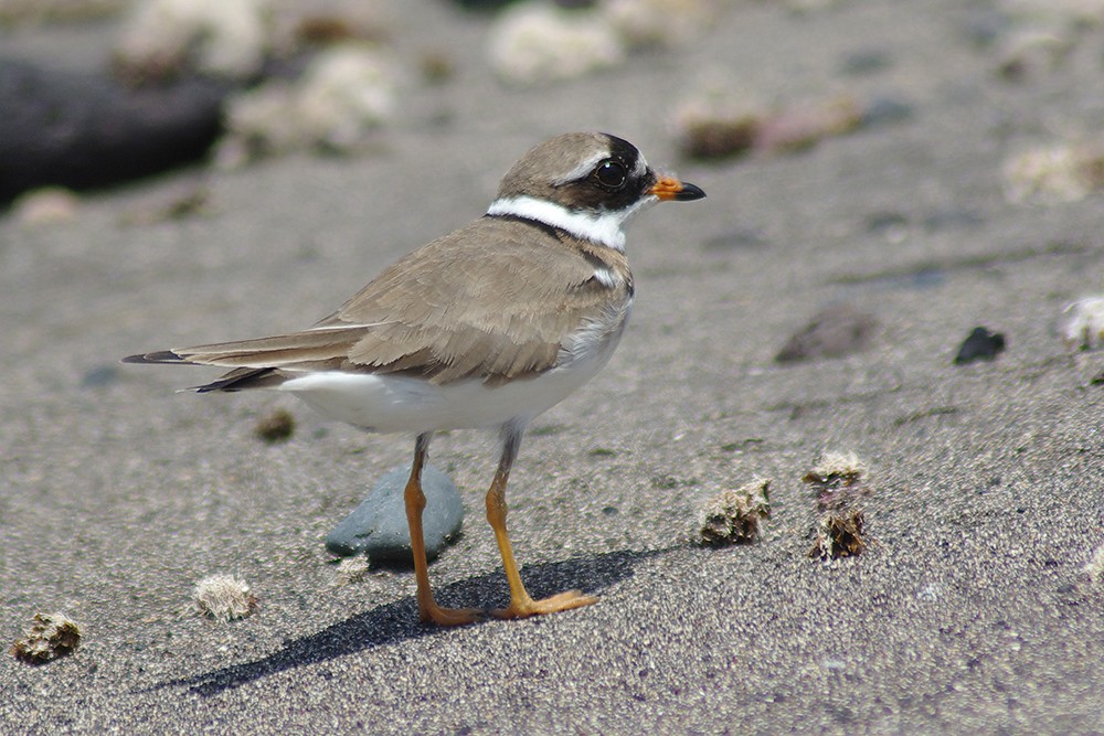 Common Ringed Plover