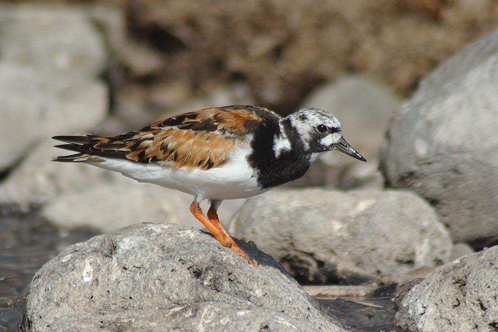 Ruddy Turnstone
