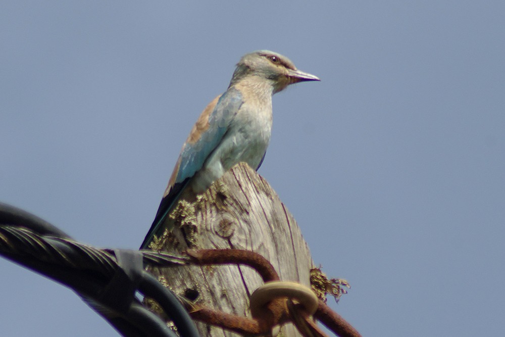 European Roller