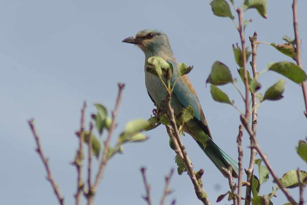 European Roller