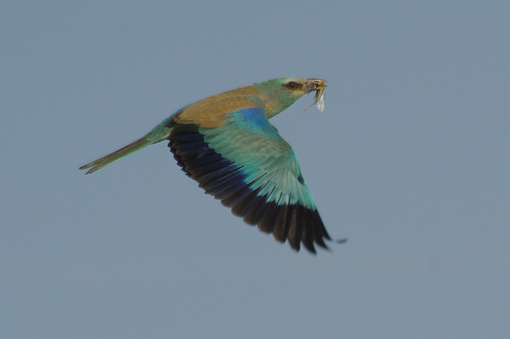 European Roller