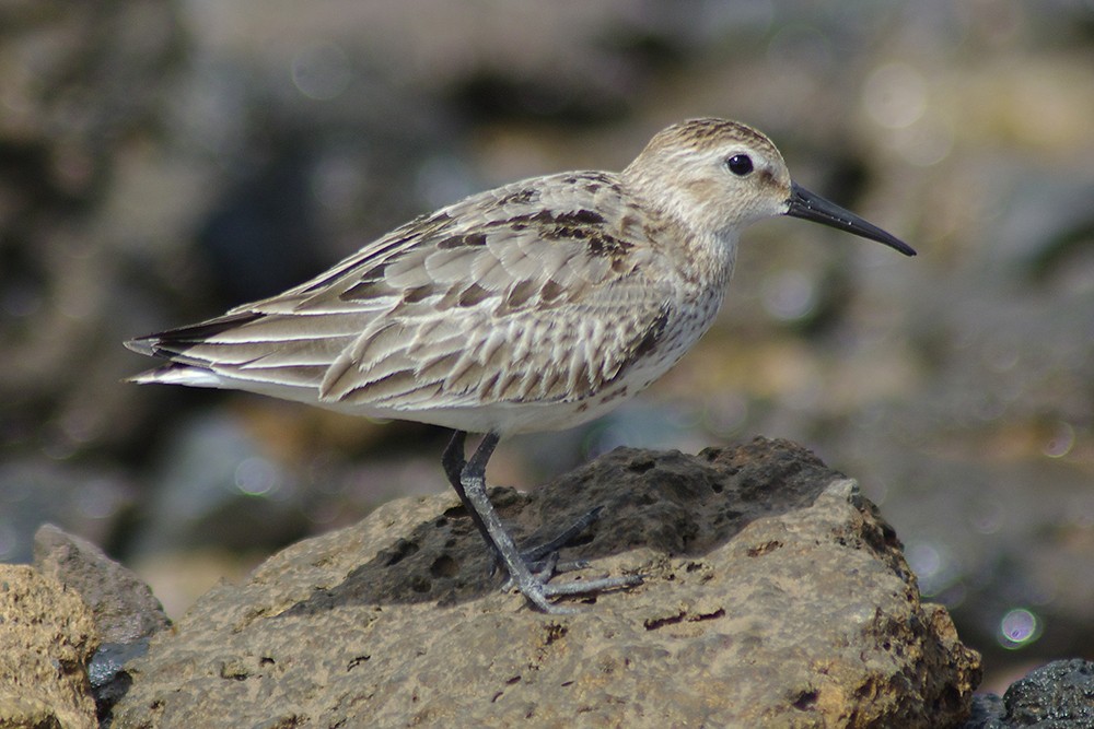 Dunlin
