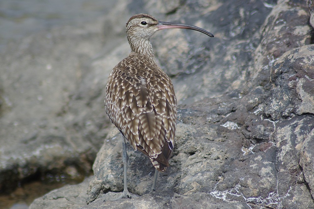 Eurasian Whimbrel