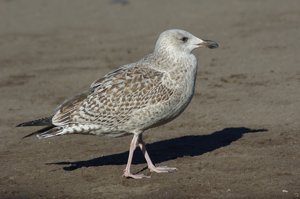 Great Black-backed Gull