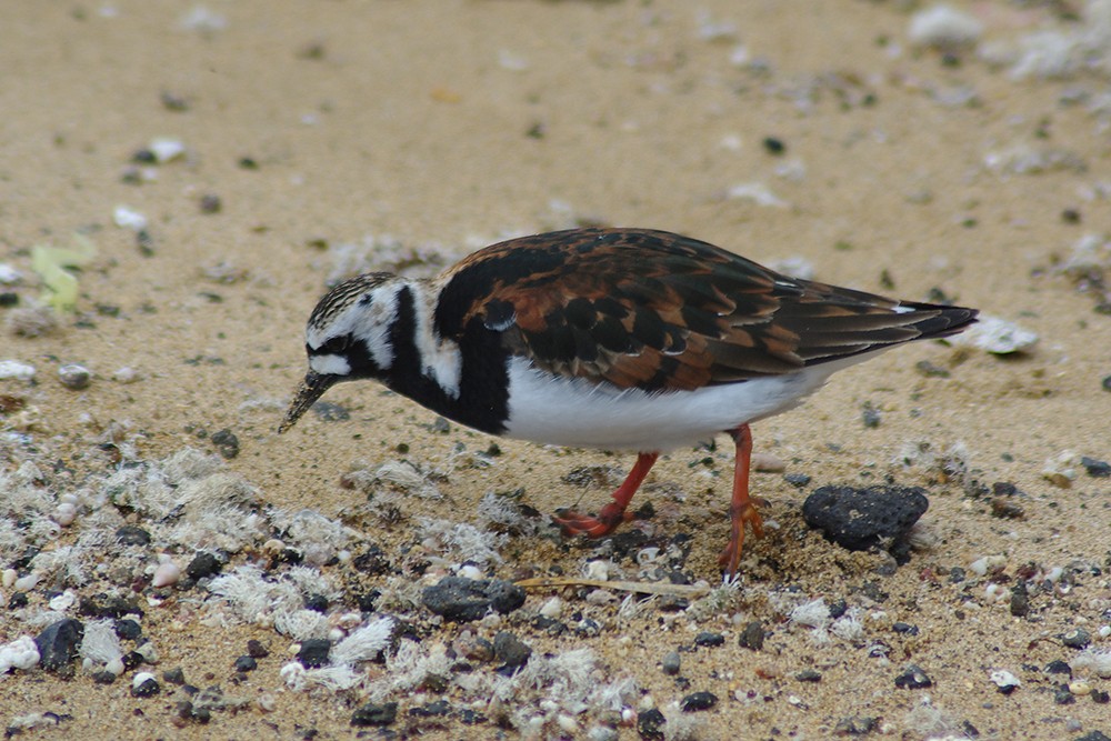 Ruddy Turnstone