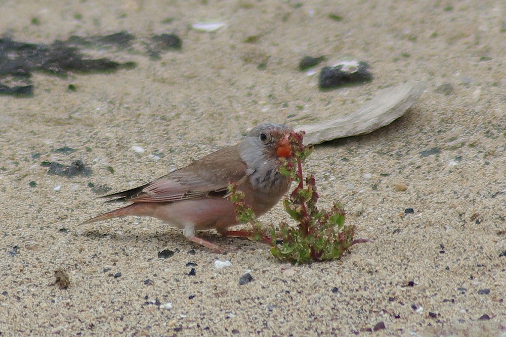 Trumpeter Finch