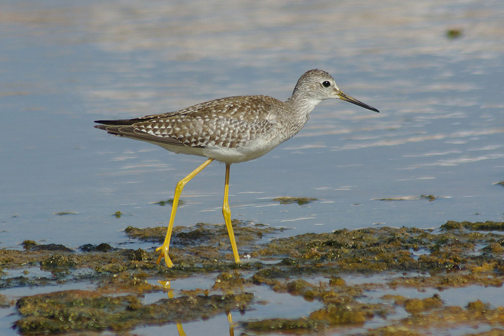Lesser Yellowlegs
