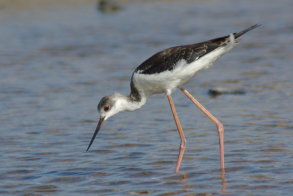 Black-winged Stilt