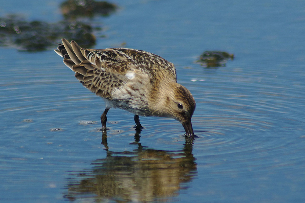 Dunlin
