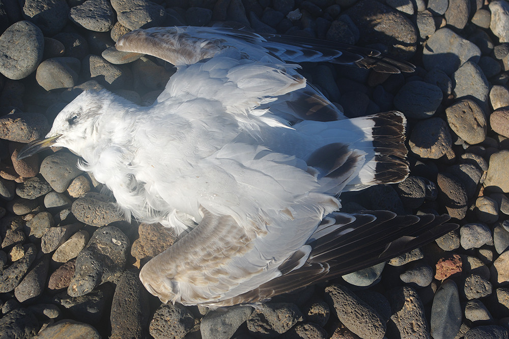 Mediterranean Gull Dead