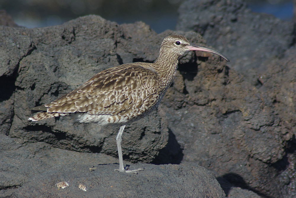 Eueasian Whimbrel