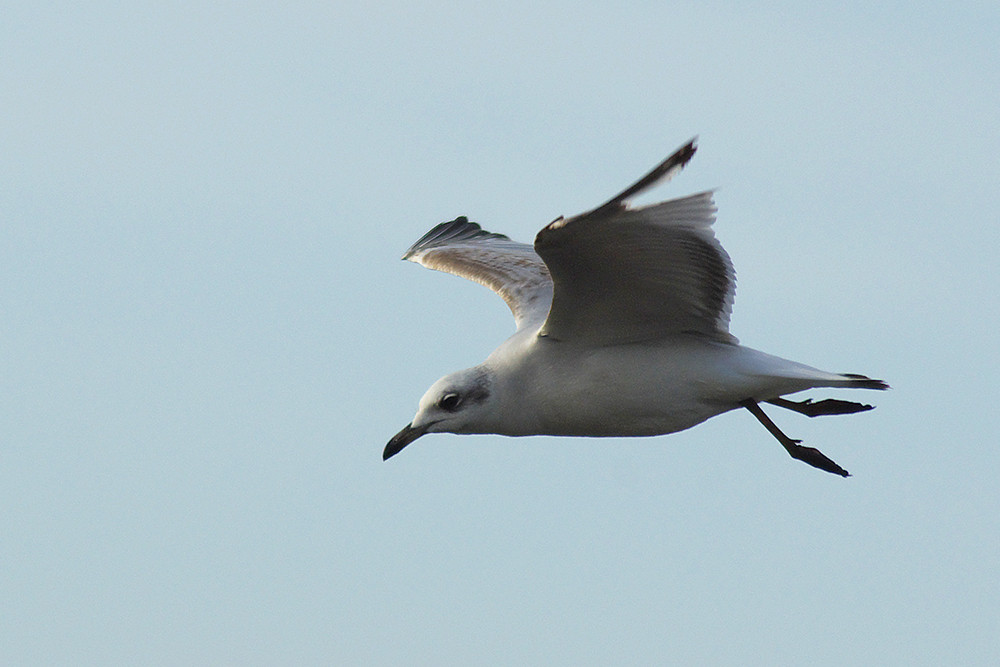 Mediterranean Gull