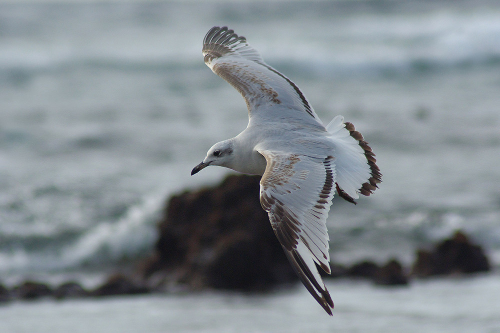 Mediterranean Gull
