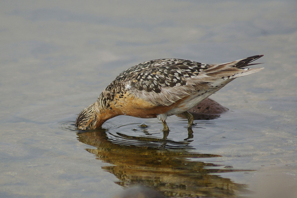 Red Knot