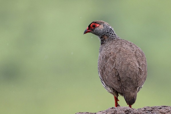 Harwood's Francolin - Adult Male