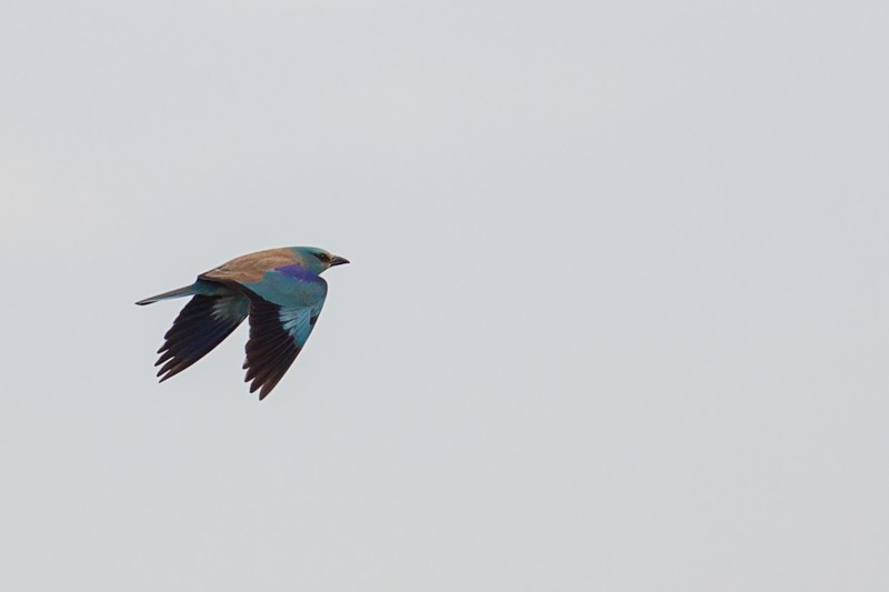 European Roller in flight