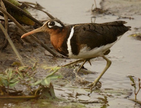 Greater Painted-snipe