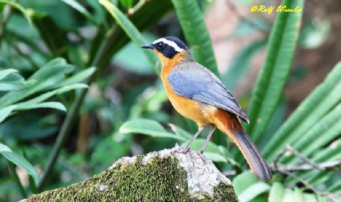 White-browed Robin-Chat