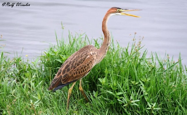 Purple Heron