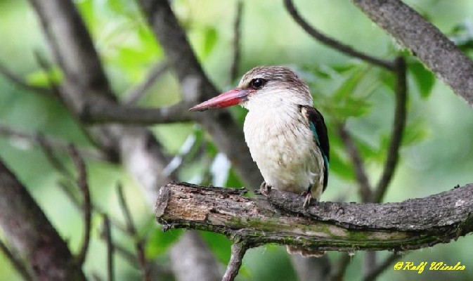Brown-hooded Kingfisher