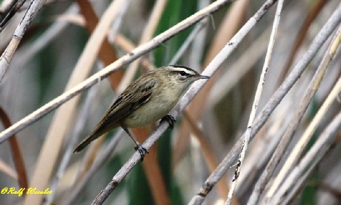 Sedge Warbler