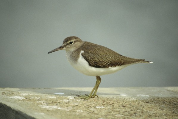 Common Sandpiper