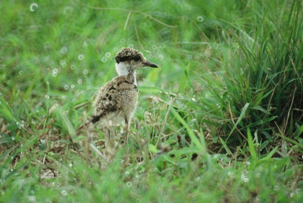 Spur-winged Lapwing