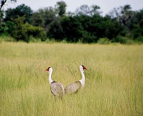Wattled Crane