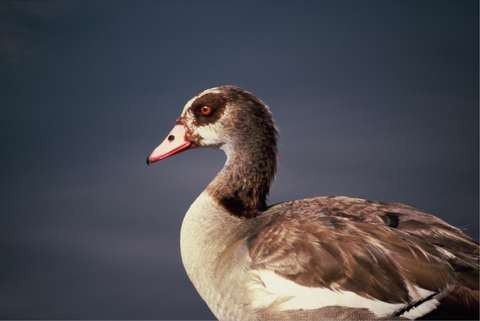 Egyptian Goose