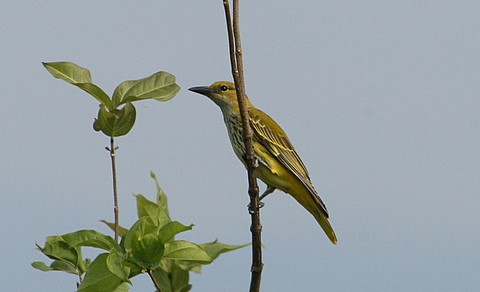 African Golden Oriole