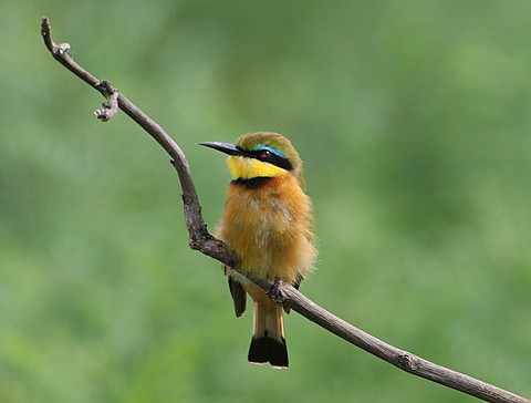 Little Bee-eater
