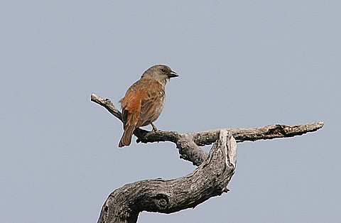 Southern Grey-headed Sparrow