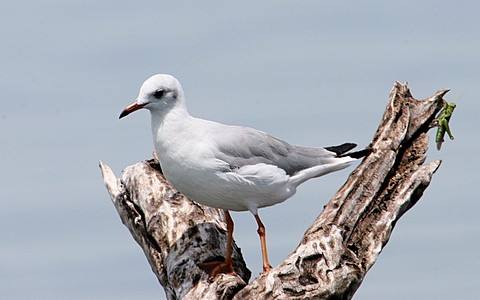 Grey-headed Gull