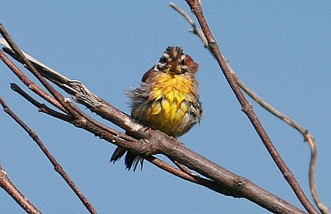 Golden-breasted Bunting