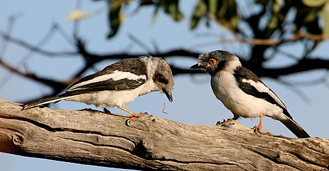 White Helmet-Shrike