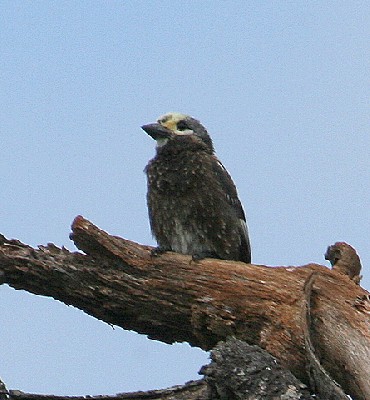 Whyte's Barbet