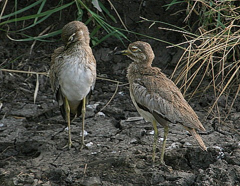 Water Thick-knee