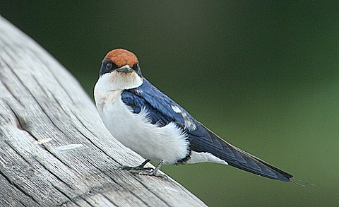 Wire-tailed Swallow