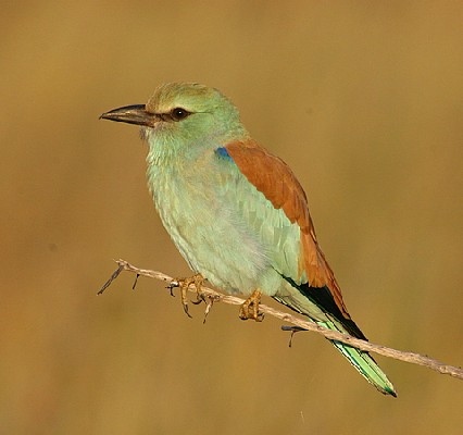 European Roller 