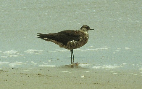Arctic Skua